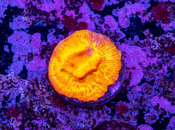 Lepto Frag