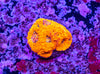 Acan. Echinata Frag