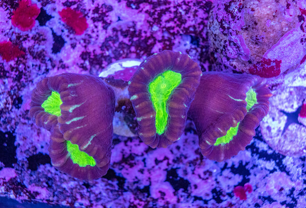 Candy Cane Frag