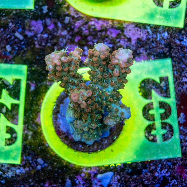 AMA SPS Frag 002
