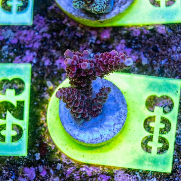 AMA SPS Frag 003