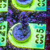 AMA SPS Frag 005