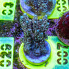 AMA SPS Frag 007