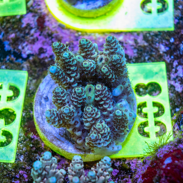 AMA SPS Frag 008
