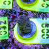 AMA SPS Frag 009