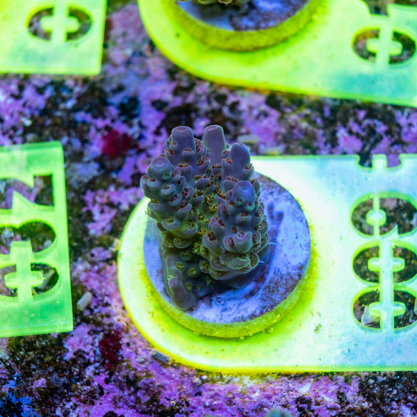 AMA SPS Frag 009
