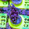 AMA SPS Frag 012 'Stunning Pink Table'