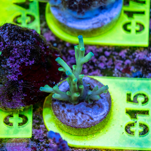 AMA SPS Frag 015