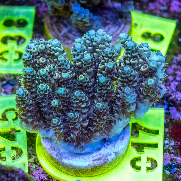 AMA SPS Frag 017
