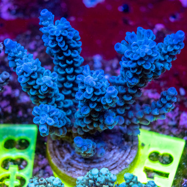 AMA SPS Frag 018