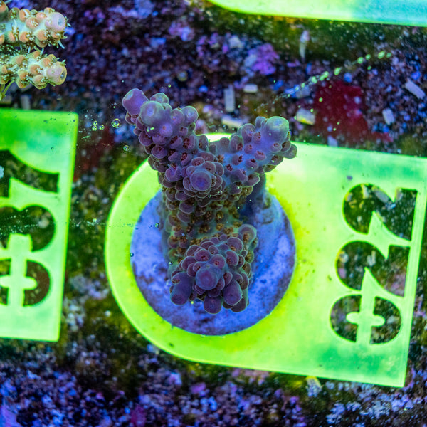 AMA SPS Frag 022