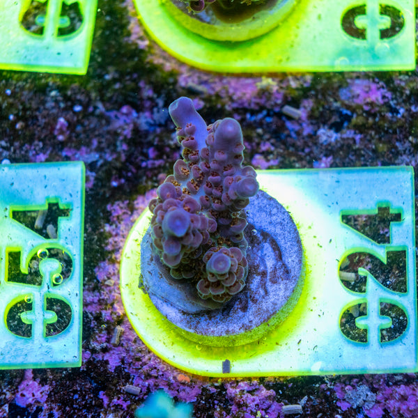 AMA SPS Frag 024
