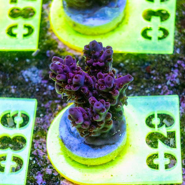 AMA SPS Frag 029