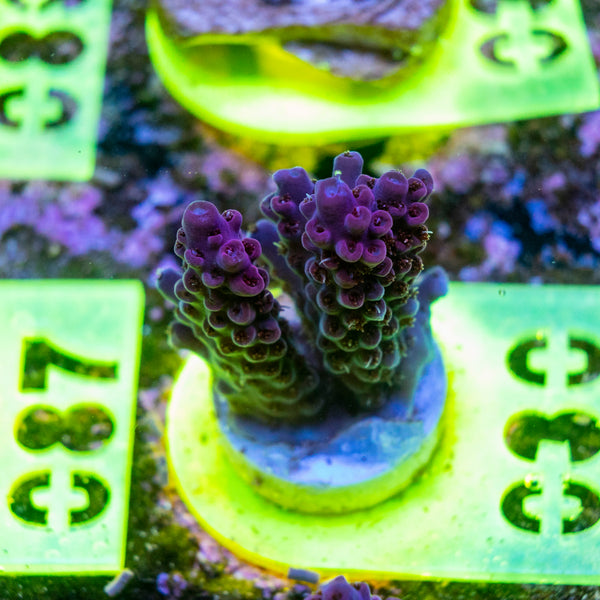 AMA SPS Frag 030