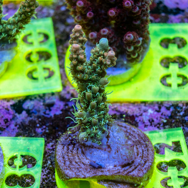 AMA SPS Frag 032 'Valencia'