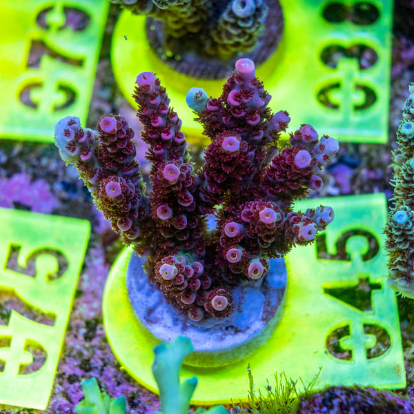 AMA SPS Frag 045