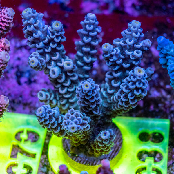 AMA SPS Frag 038