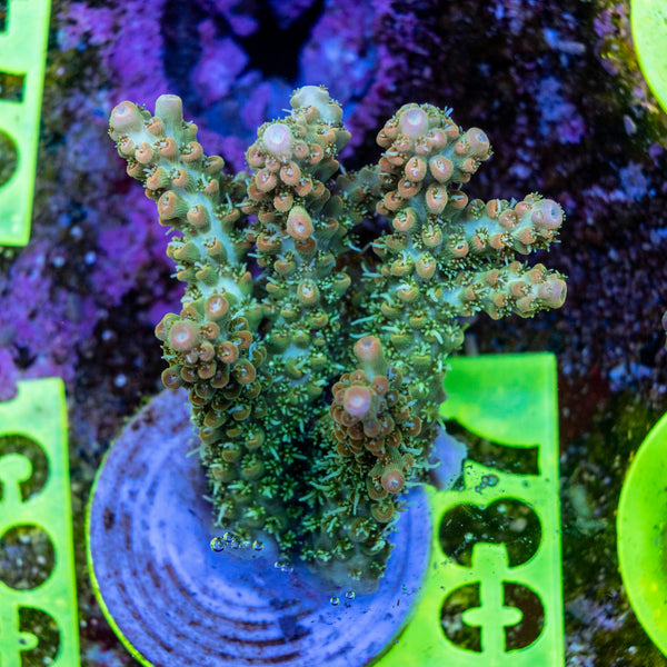 AMA SPS Frag 037 'Valencia'