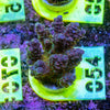 AMA SPS Frag 054