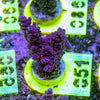 AMA SPS Frag 051