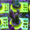 AMA SPS Frag 086