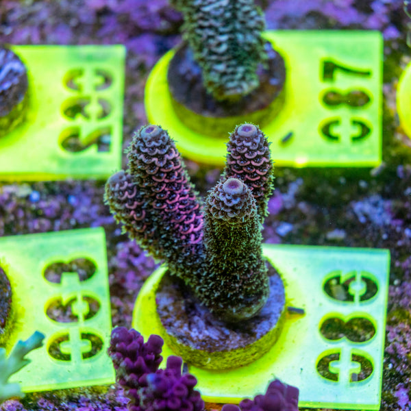 AMA SPS Frag 086