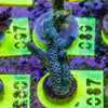 AMA SPS Frag 087