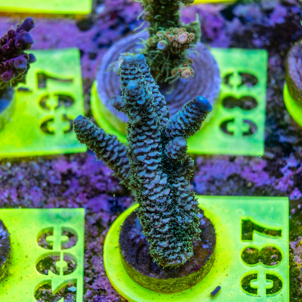 AMA SPS Frag 087