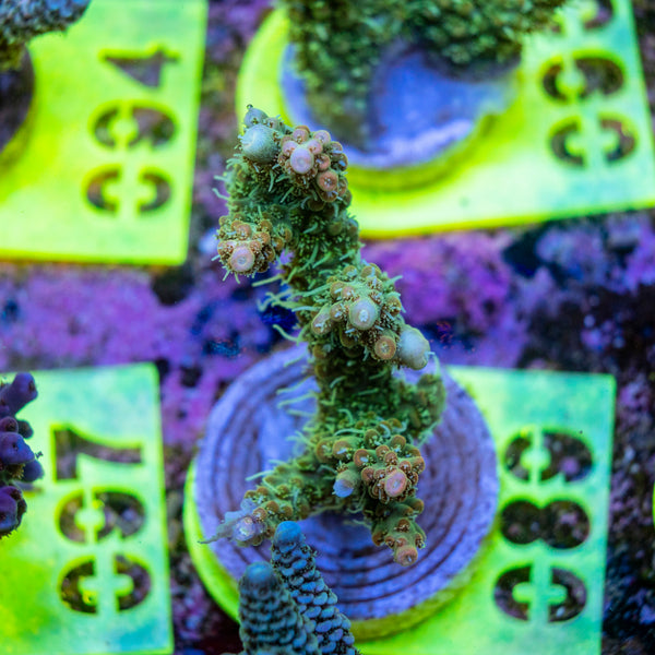 AMA SPS Frag 089 'Valencia'
