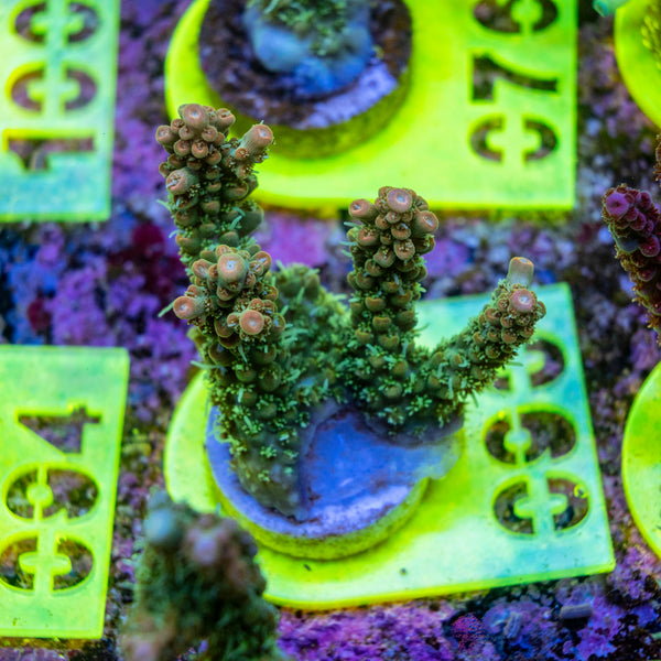 AMA SPS Frag 090 'Valencia'