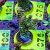 AMA SPS Frag 076 'Valencia'