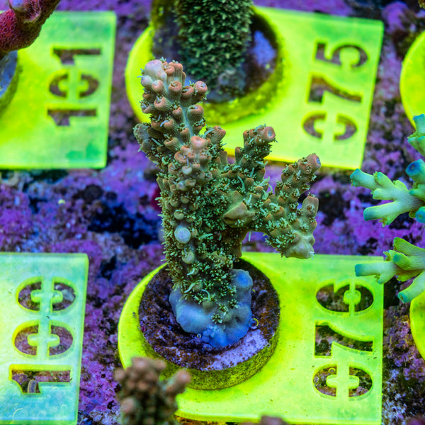 AMA SPS Frag 076 'Valencia'