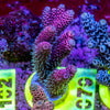 AMA SPS Frag 079