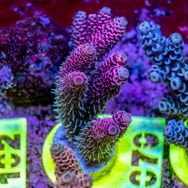 AMA SPS Frag 079