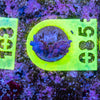AMA SPS Frag 085