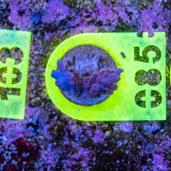 AMA SPS Frag 085