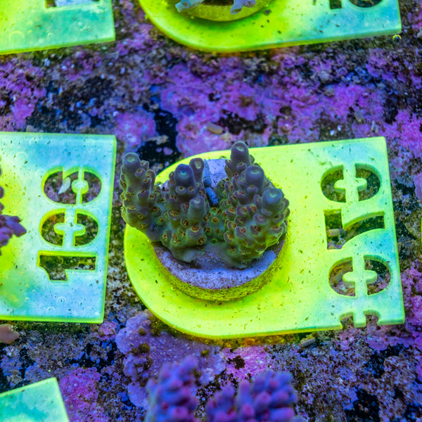 AMA SPS Frag 070