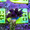 AMA SPS Frag 097
