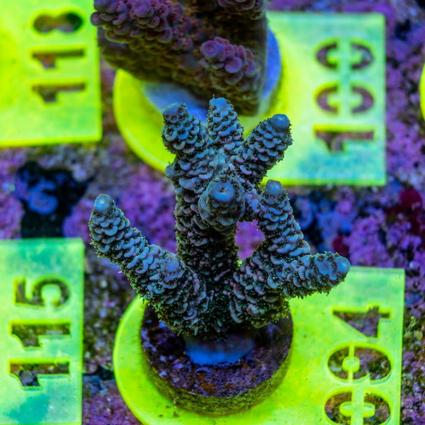 AMA SPS Frag 094