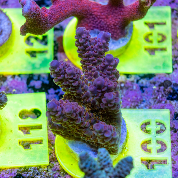 AMA SPS Frag 100