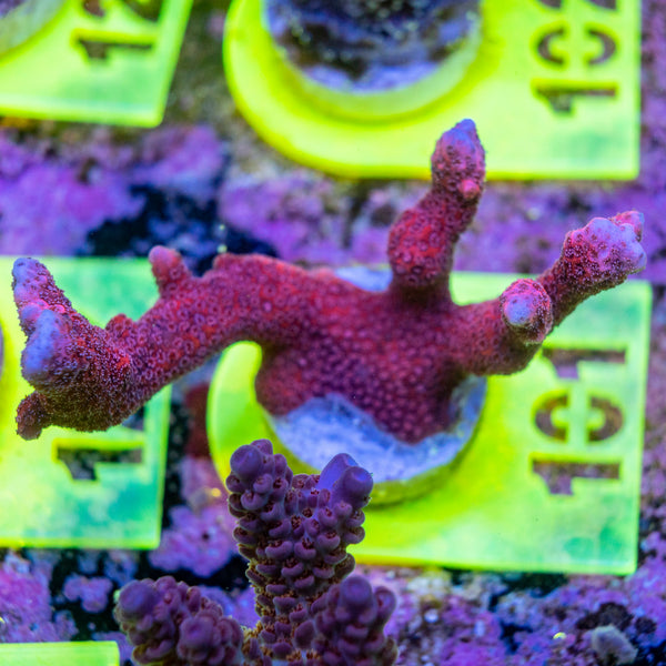 AMA SPS Frag 101 'Pink Digi'