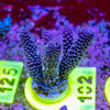 AMA SPS Frag 102