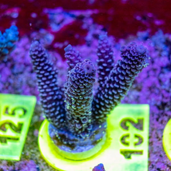 AMA SPS Frag 102