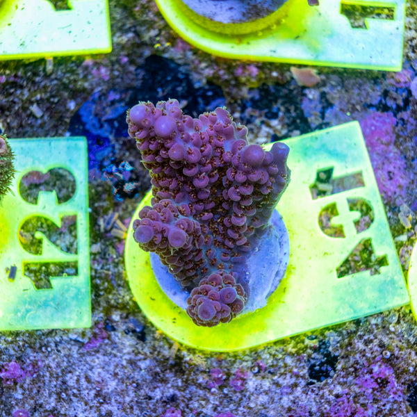 AMA SPS Frag 104