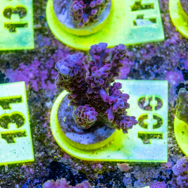 AMA SPS Frag 106