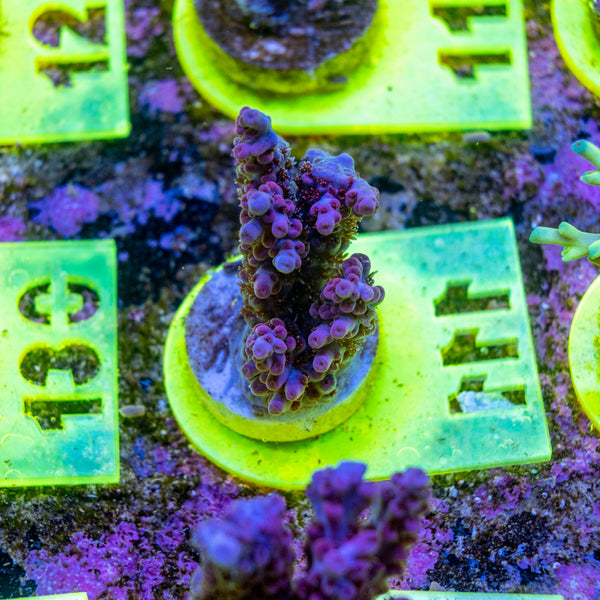 AMA SPS Frag 111