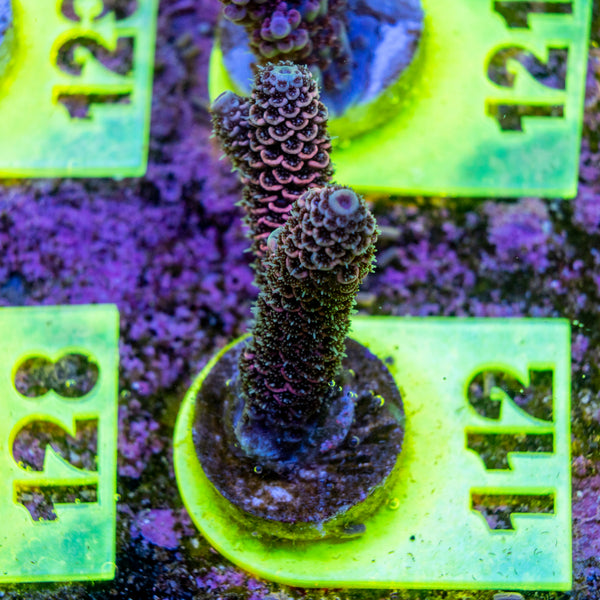 AMA SPS Frag 112