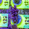 AMA SPS Frag 121