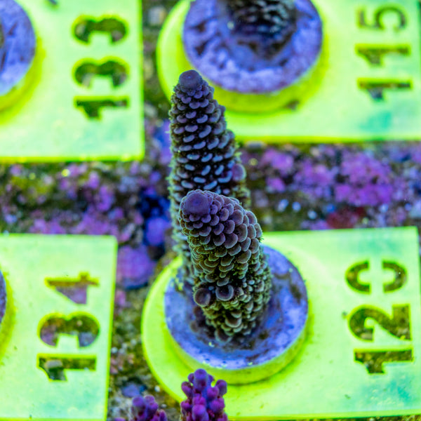 AMA SPS Frag 120