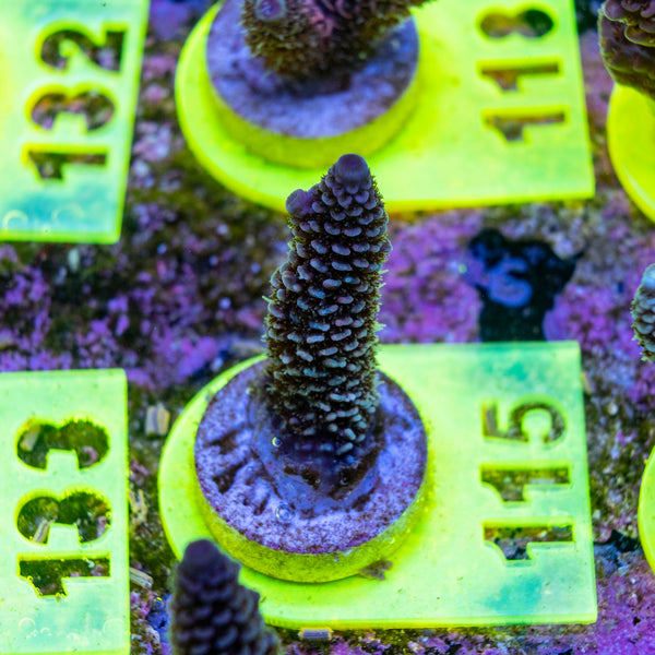 AMA SPS Frag 115
